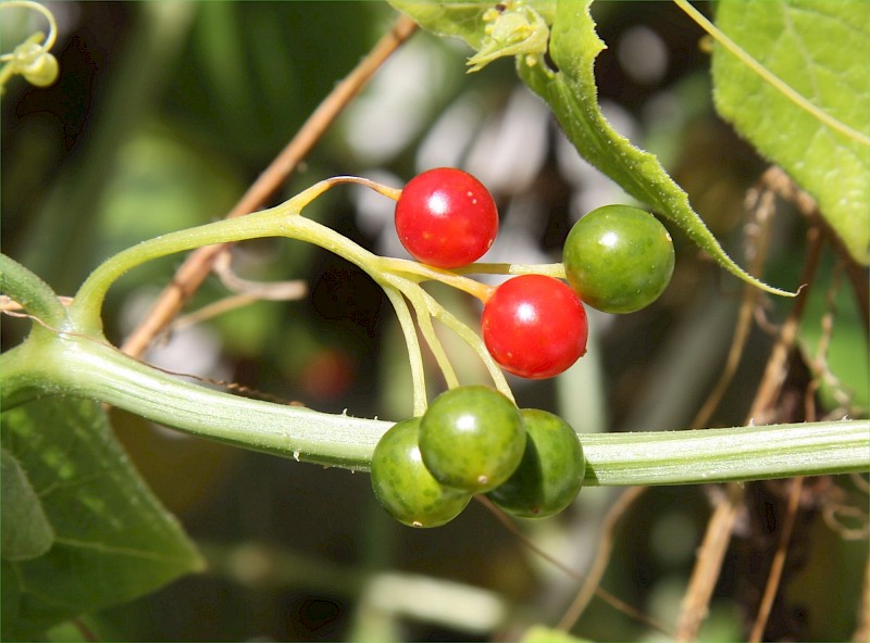 Bryonia dioica subsp. dioica