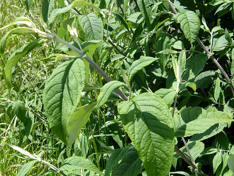 Buddleja davidii