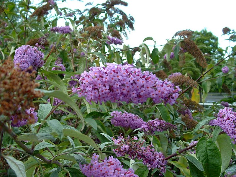 Buddleja davidii