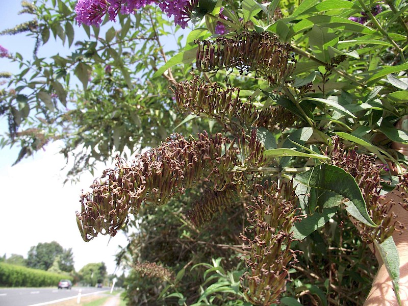 Buddleja davidii