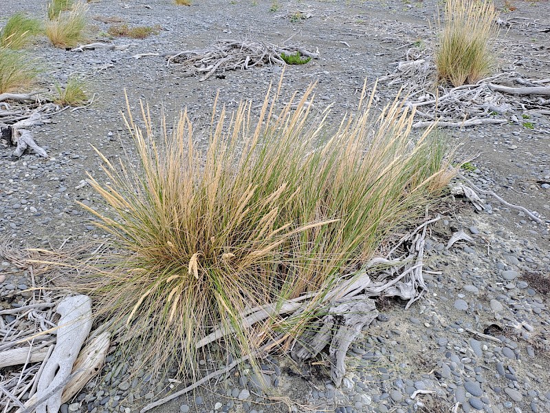 Calamagrostis arenaria