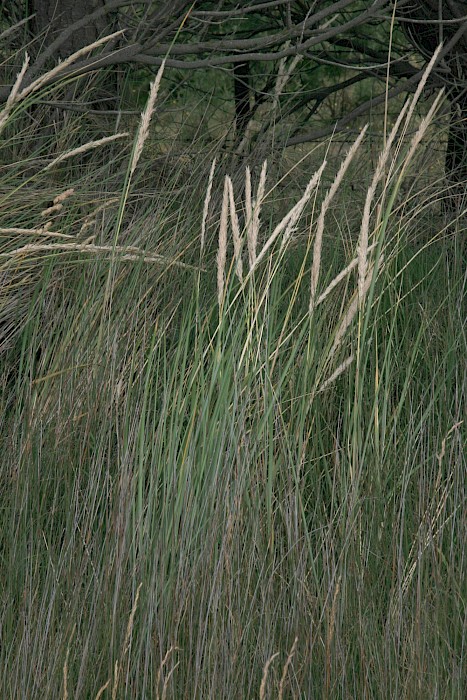 Calamagrostis arenaria