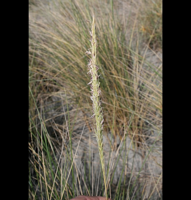Calamagrostis arenaria