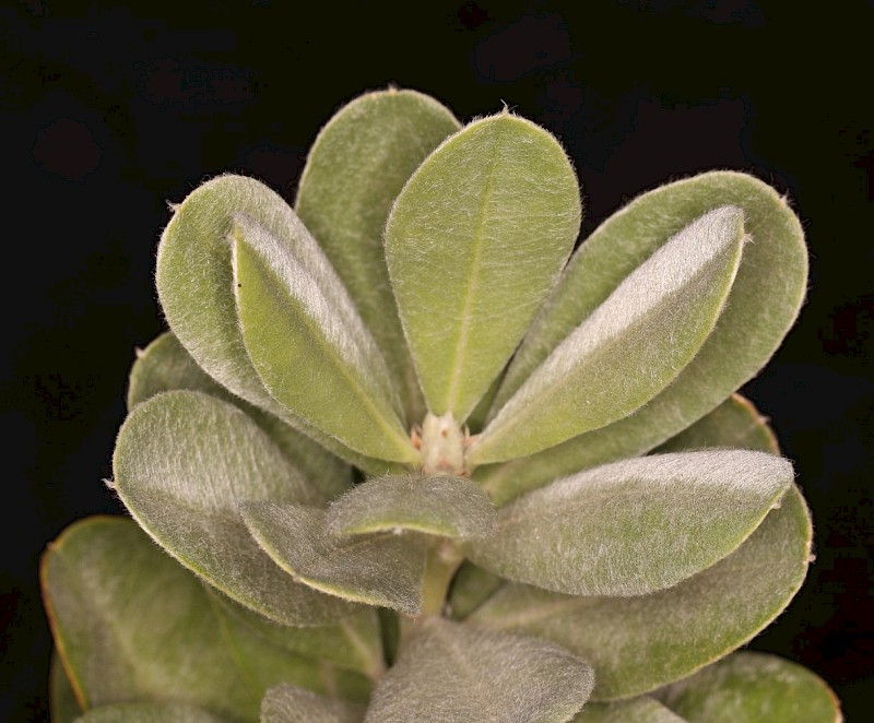 Callistachys lanceolata