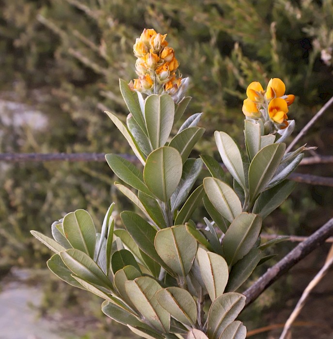 Callistachys lanceolata