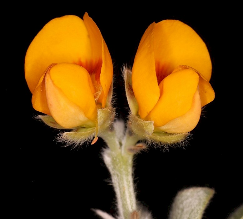 Callistachys lanceolata