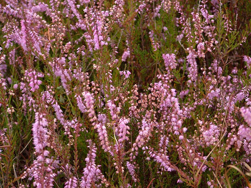 Calluna vulgaris
