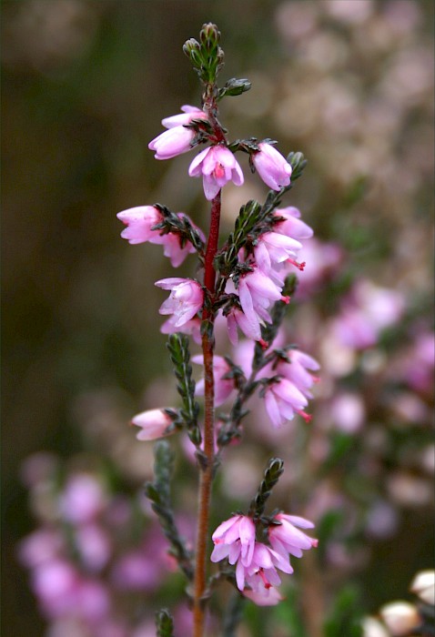 Calluna vulgaris