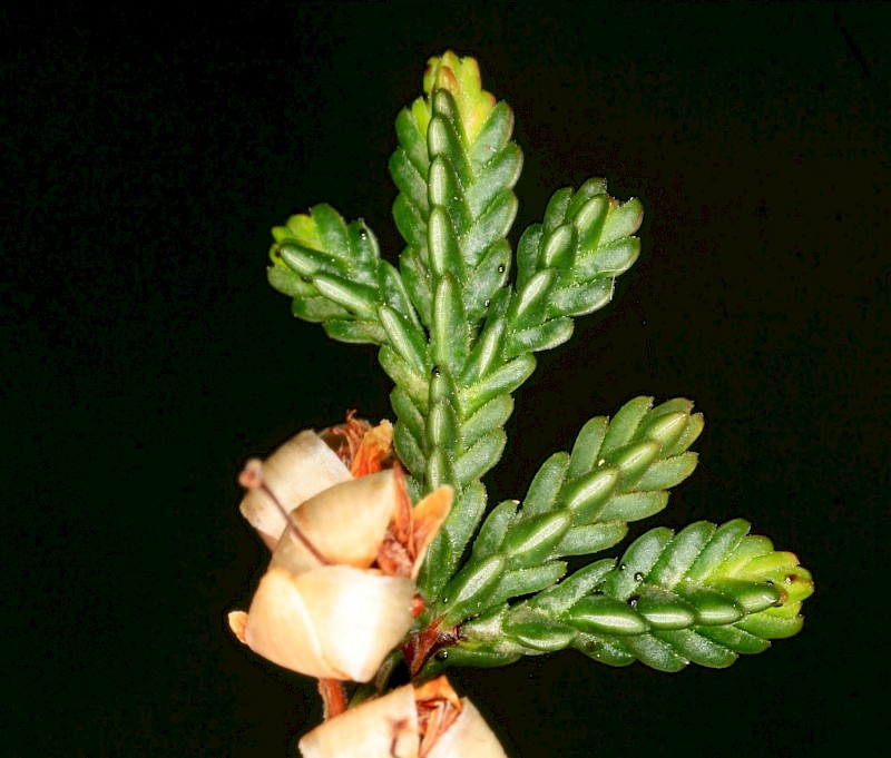 Calluna vulgaris