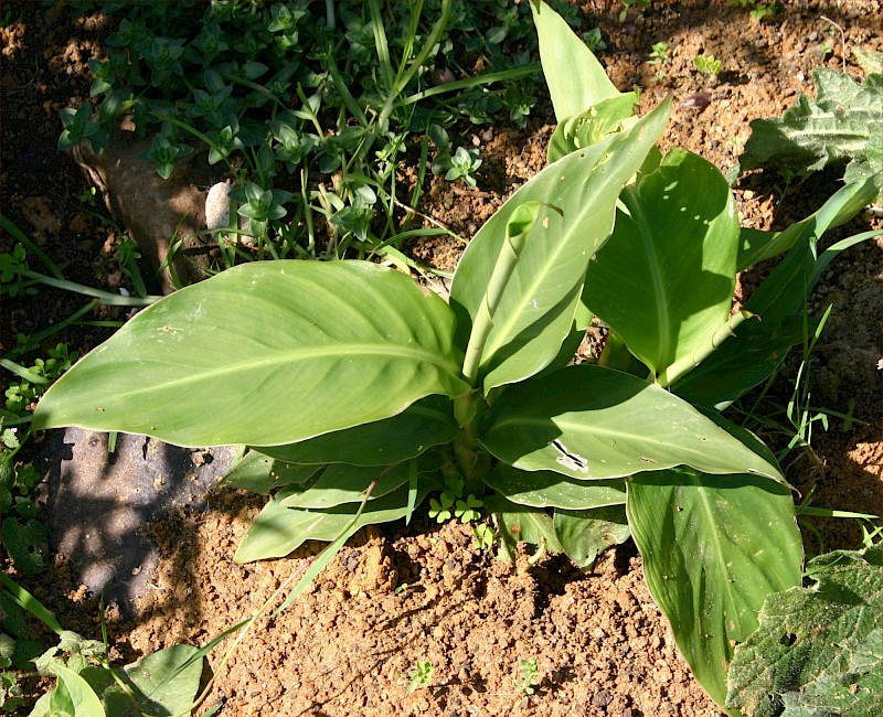 Canna indica