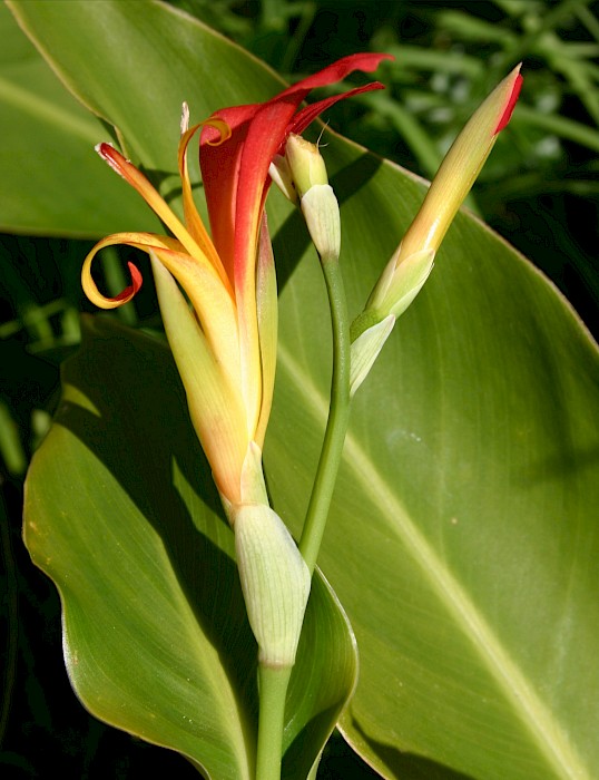 Canna indica