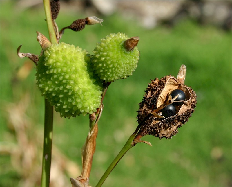 Canna indica