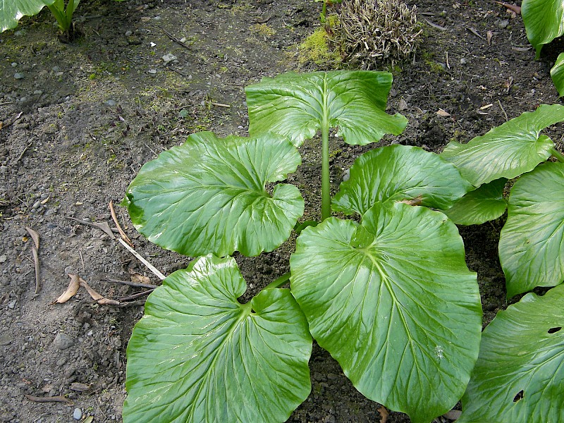 Cardiocrinum giganteum