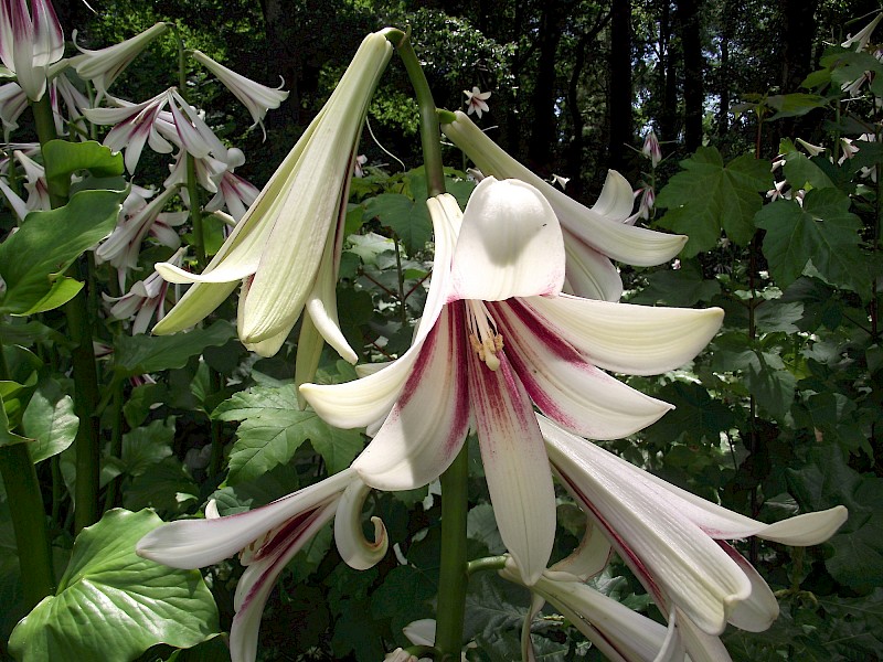 Cardiocrinum giganteum