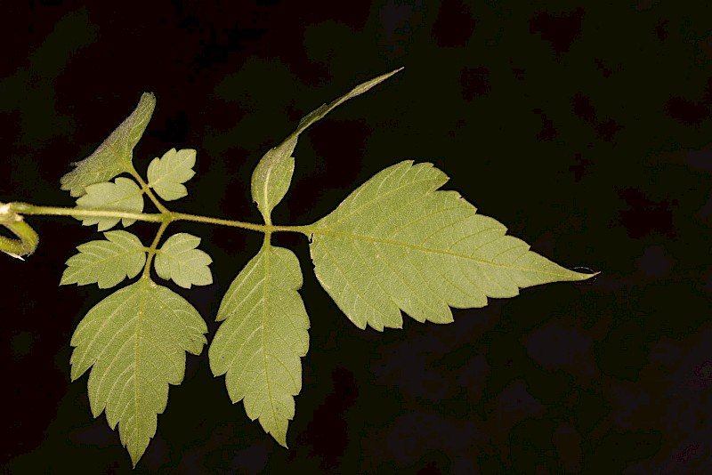 Cardiospermum grandiflorum