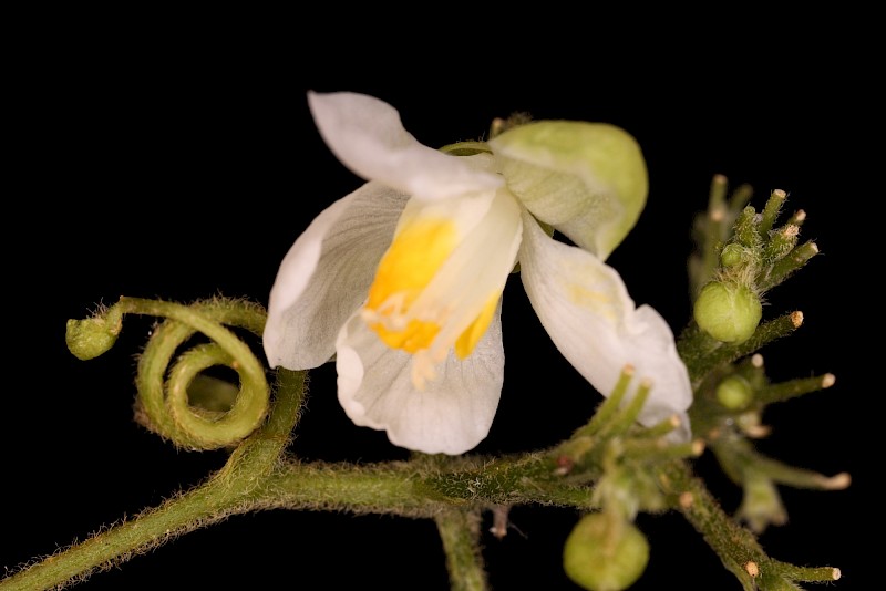 Cardiospermum grandiflorum