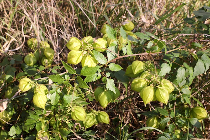 Cardiospermum grandiflorum