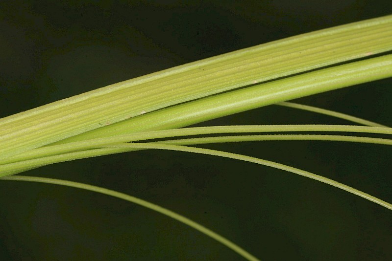 Carex longebrachiata