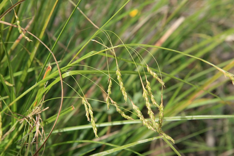 Carex longebrachiata