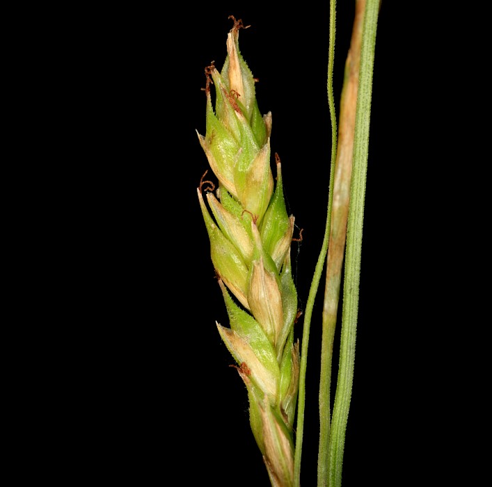 Carex longebrachiata