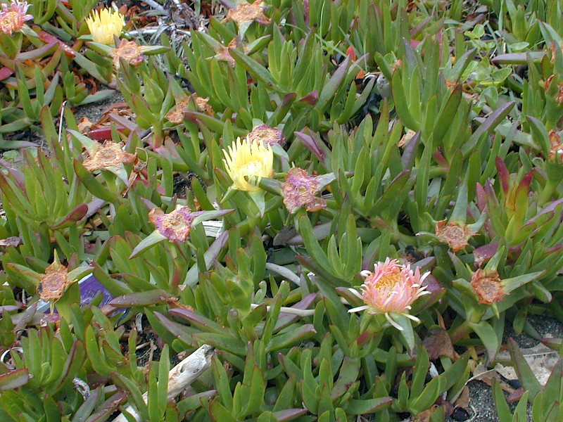 Carpobrotus edulis