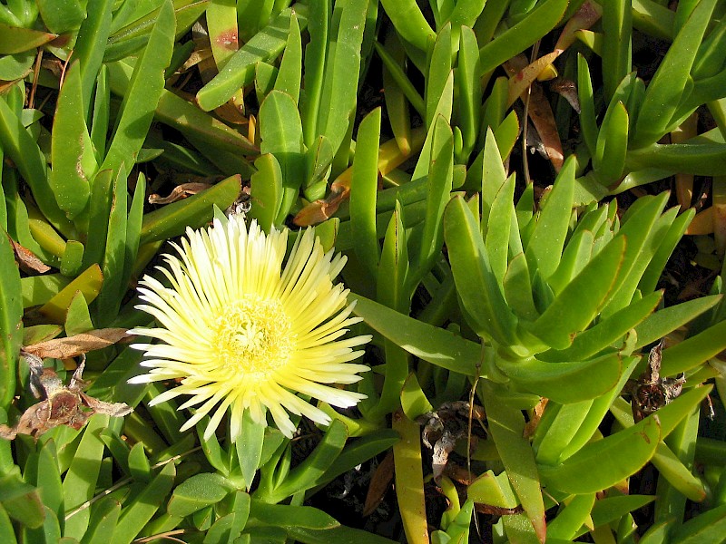 Carpobrotus edulis