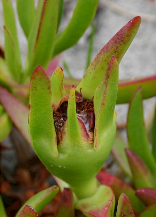 Carpobrotus edulis