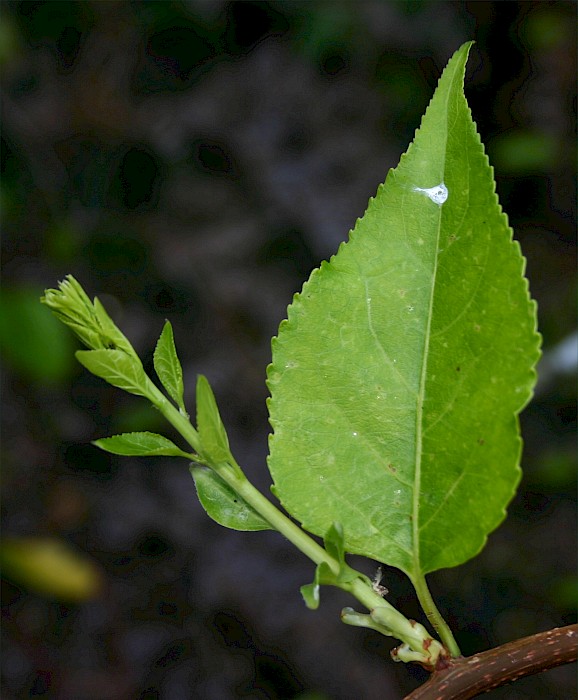 Celastrus orbiculatus