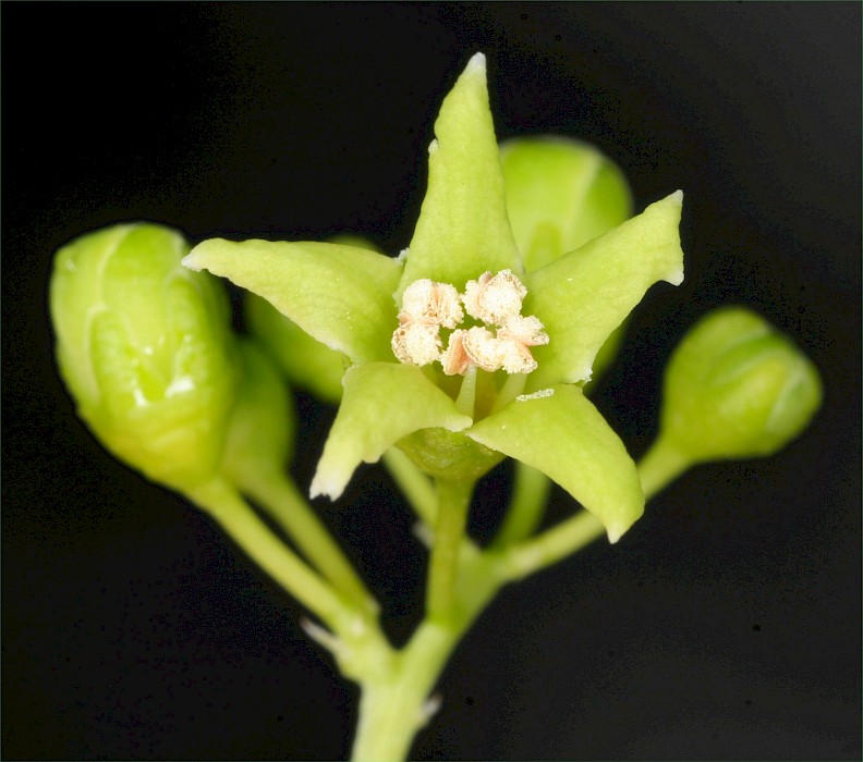 Celastrus orbiculatus
