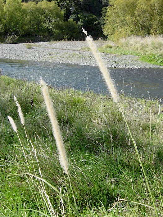 Cenchrus caudatus
