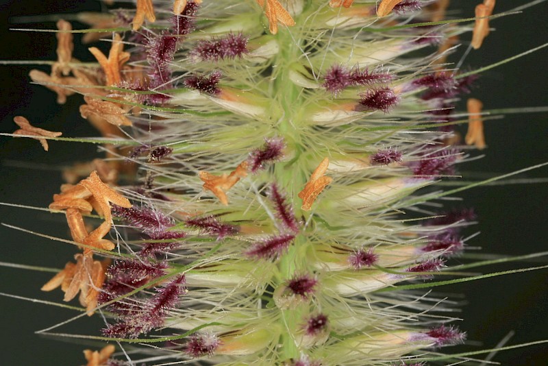 Cenchrus caudatus