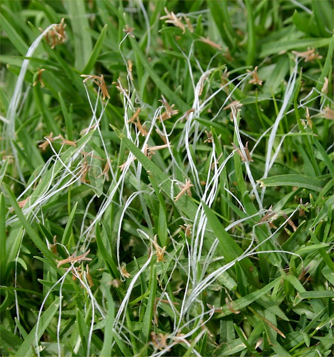 Cenchrus clandestinus