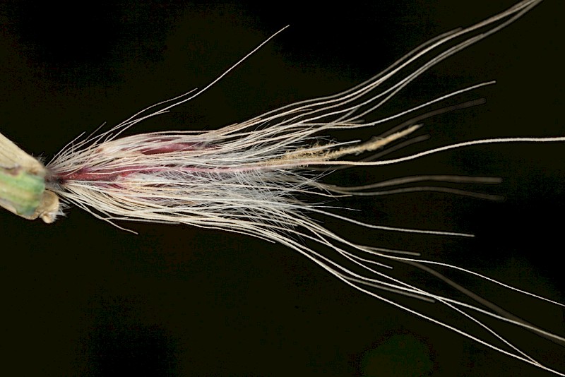 Cenchrus setaceus