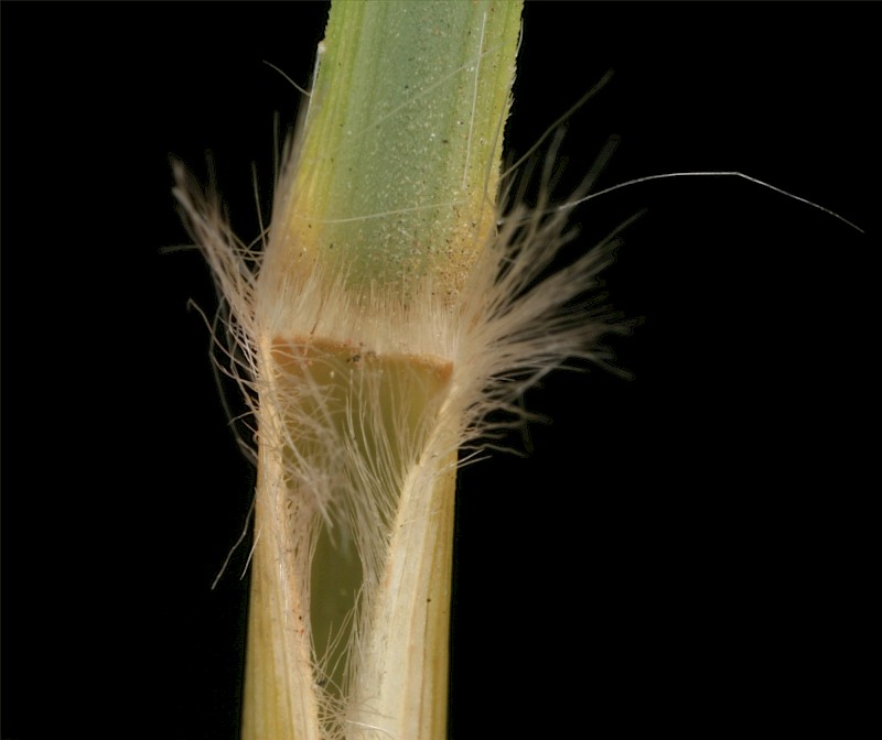 Cenchrus setaceus