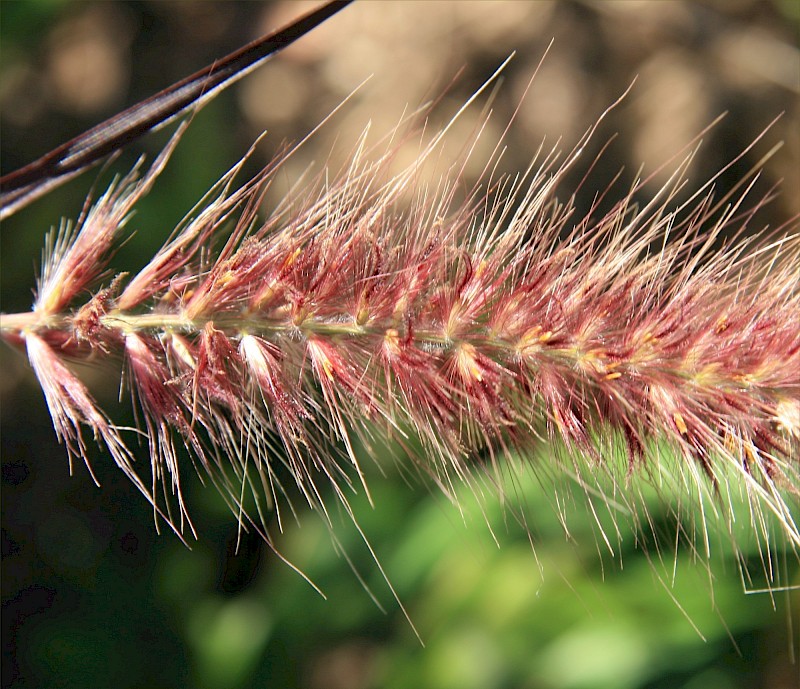 Cenchrus setaceus