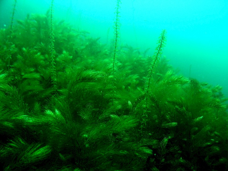 Ceratophyllum demersum
