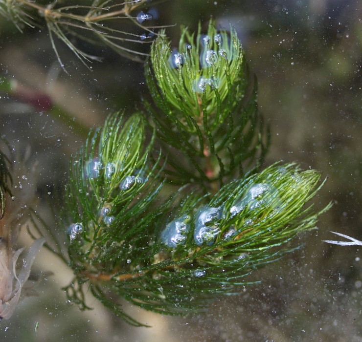 Ceratophyllum demersum