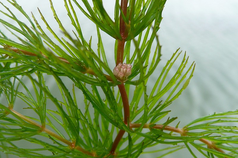 Ceratophyllum demersum