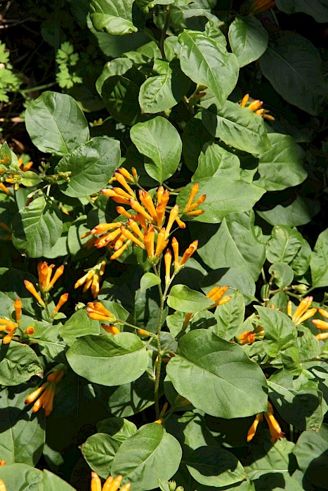 Cestrum aurantiacum