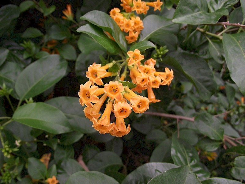 Cestrum aurantiacum