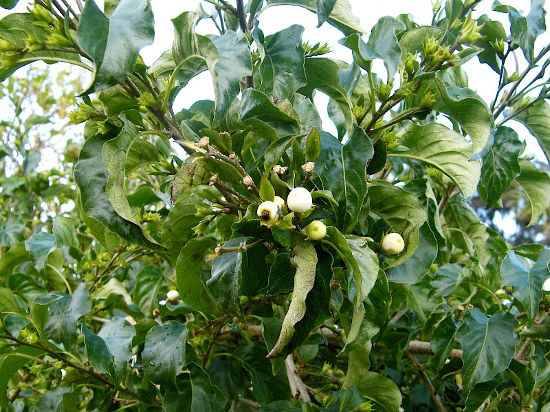 Cestrum aurantiacum