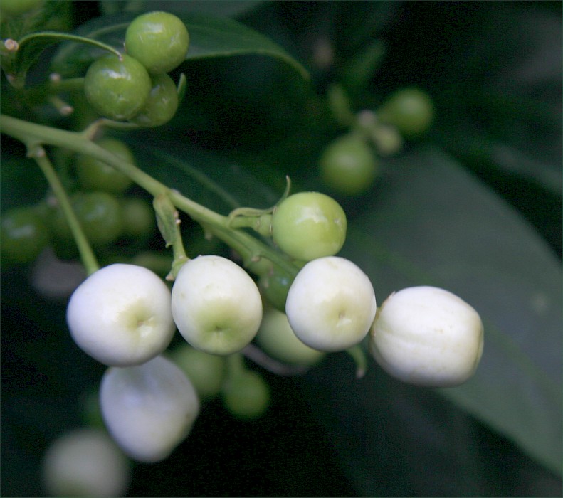 Cestrum nocturnum