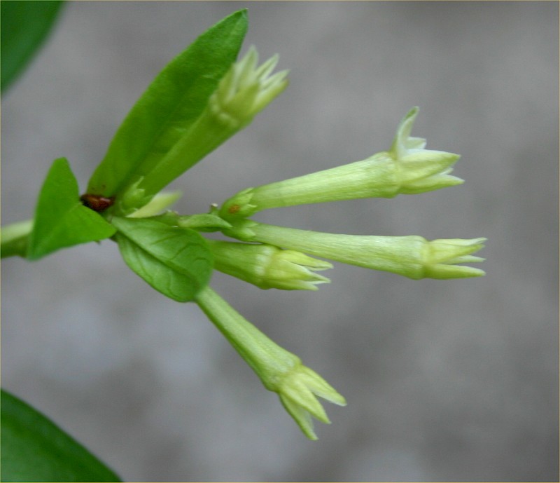 Cestrum nocturnum