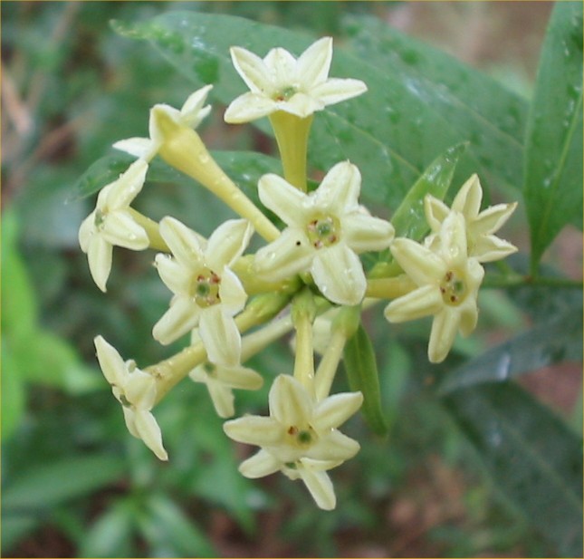 Cestrum parqui