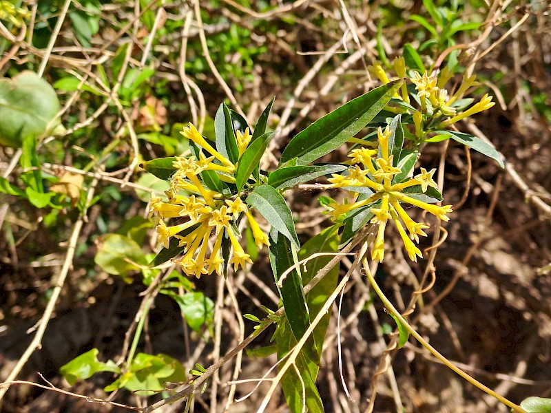 Cestrum parqui