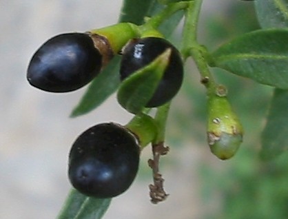 Cestrum parqui