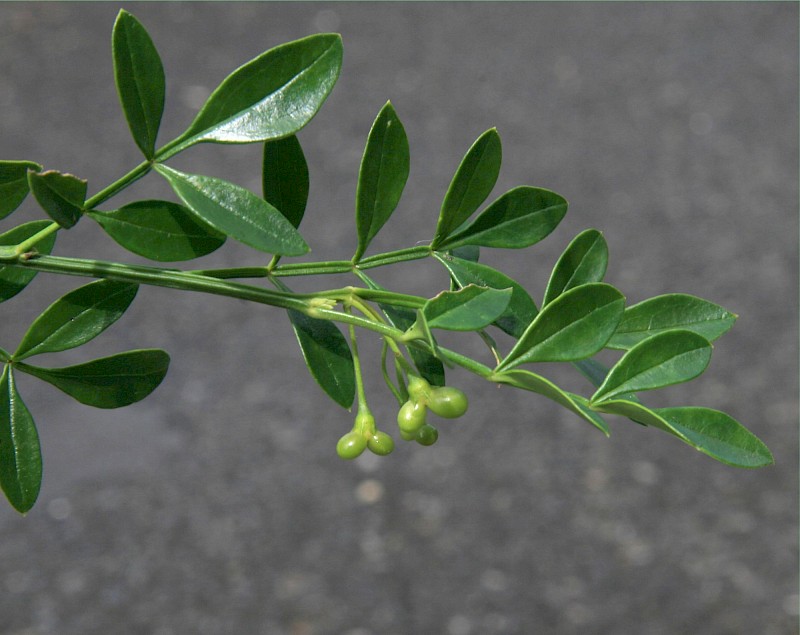 Chrysojasminum humile