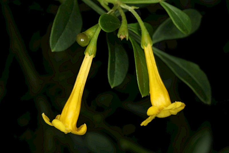 Chrysojasminum humile