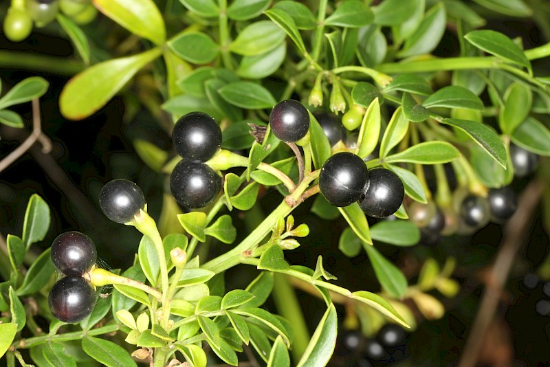 Chrysojasminum humile
