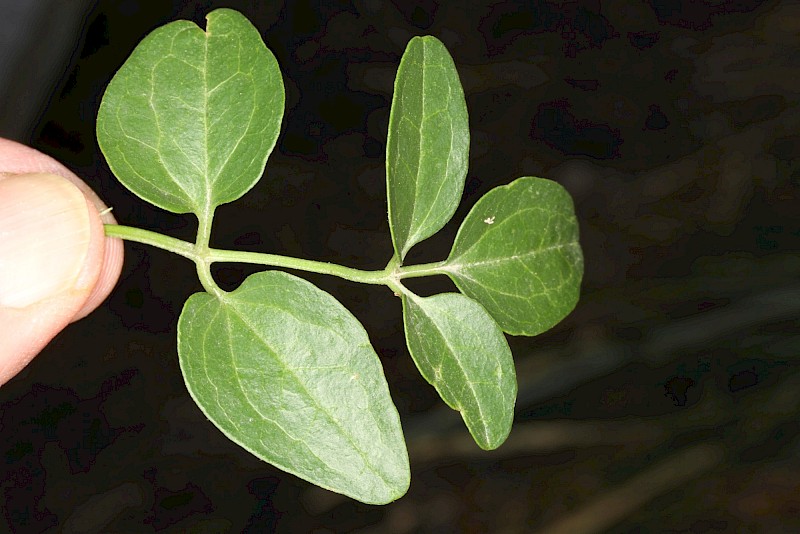 Clematis flammula